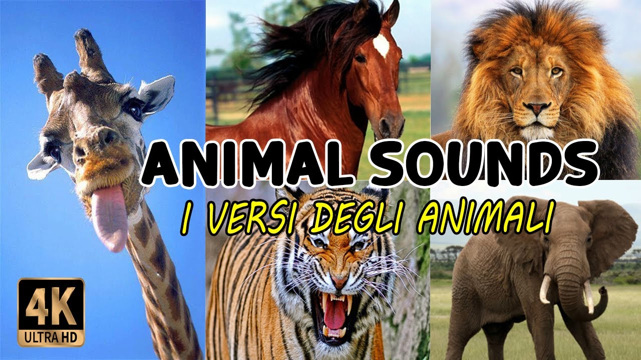 I versi degli animali | Animal sounds in 4k – Rainbow Magic English