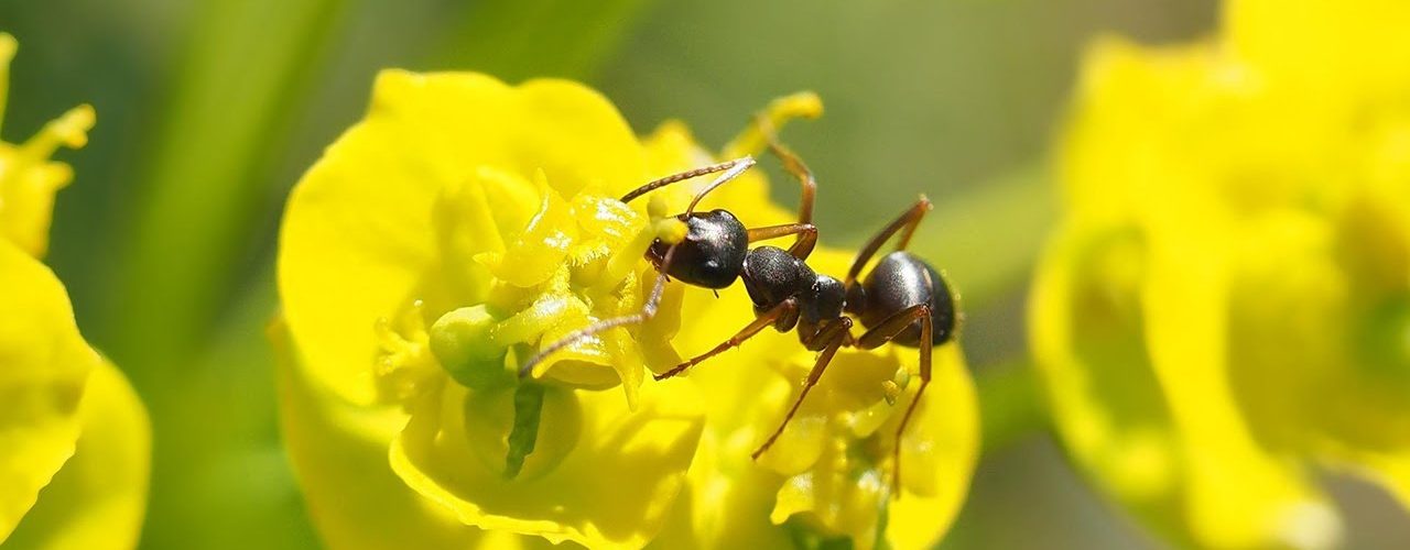 Il mondo delle formiche The Amazing World of Ants Rainbow Magic English Il mondo delle formiche The Amazing World of Ants Rainbow Magic English